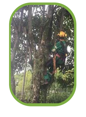 ESTANDAR BIOMÉCANICO OPERACIÓN DE PODA